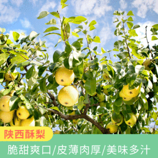 В этом сезоне Shaanxi Crispy Pear Orchard теперь собирает коробки с дани 10 фунтов хрустящей сладкой груше