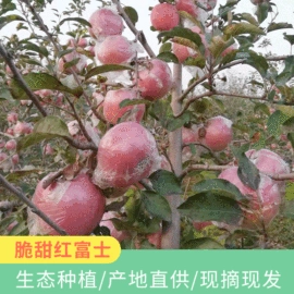 苹果;梨;库存农产品