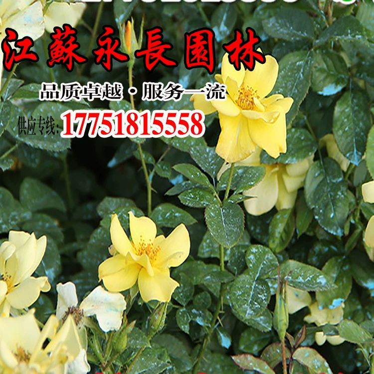 Ежегодная оптовая продажа желтой шляпы розы