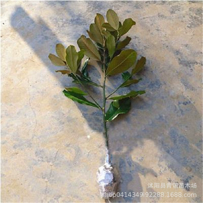 Питомник прямых продаж саженцев магнолии грандифлоры проект озеленения Питомник магнолии Корневая система магнолии разработана легко выжить