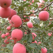 嫁接蘋果樹苗紅富士南北方種植庭院果樹果大
