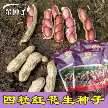 �����t�����N�����l �s�Z�N�ӻ����N�� �߲˷N���ļ����N