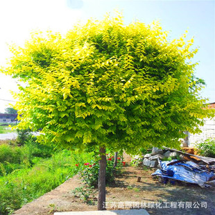 ���ع���ͥԺ�G����ľ���~�� ���@�Gֲ�ܘ��~ �����ľ������~��