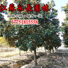 大量批发广玉兰树苗气味芳香室内盆栽装饰点缀美化环境广玉兰树苗