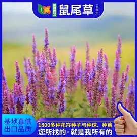 种子;种苗;种球