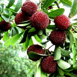 乔木;灌木;盆栽