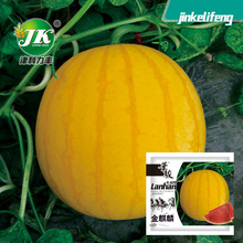 厂家批发金麒麟西瓜种子黄皮红心种籽金皇后礼品型迷你瓜果水果种