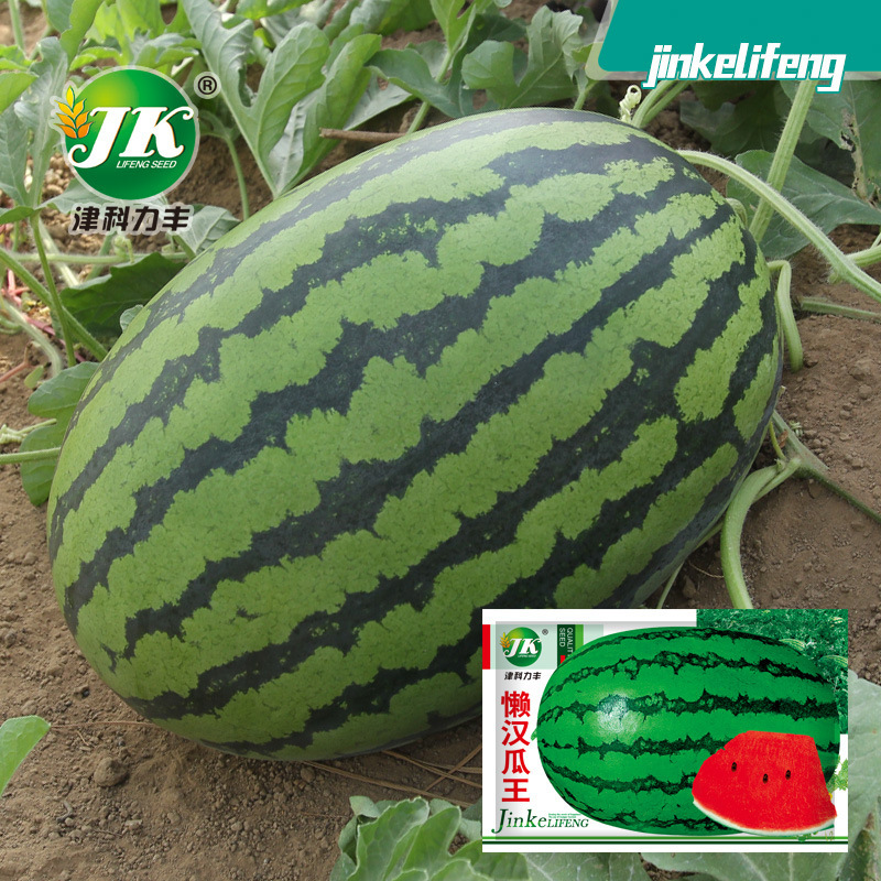 Source Manufacturer Wholesale Lazy Melon King Watermelon Seeds Large Fruit Melon Seeds Fruit Seeds Super Sweet Flower Skin Seeds