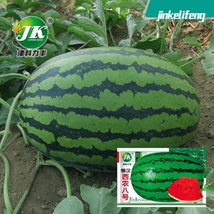 Դ�^���S���l�Нh���r��̖���ϷN�ӻ�Ƥˮ���N���߲˹Ϲ��N�ѷN