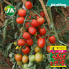 Huajun Red Holy Fruit Red Virgin Fruit Seeds Small Tomato Cherry Tomato Fruit Vegetable Seeds Spring