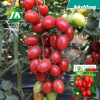 Factory wholesale four seasons sowing red maiden seed seeds cherry small tomato tomato seed seed water fruit vegetable seeds