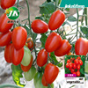 Red Virgin Fruit Seed Cherry Cherry Little Tomato Tomato Seed Plant Plant Planting Pastoral Spring Fruit and Vegetables