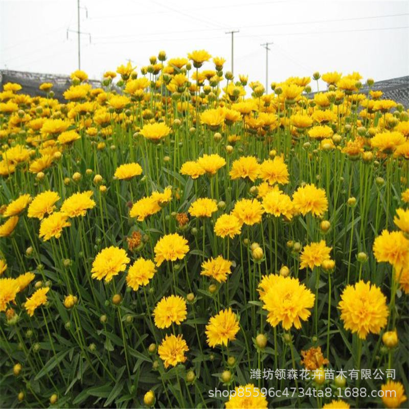 两色金鸡菊 金钱菊四季播种花海绿化花卉庭院盆栽金鸡菊盆栽花苗