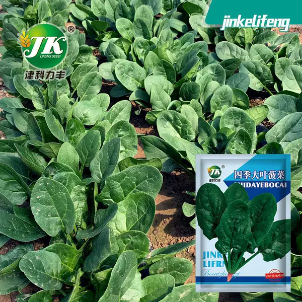 Four Seasons Large-Leaf Spinach Seeds Balcony Courtyard Round-Leaf Spring, Autumn and Winter Fast-Growing Vegetable Seeds Rapeseed Seeds