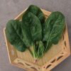 Four seasons large leaf spinach seed seed balcony courtyard round leaves spring and autumn and winter speed raw vegetable seed rapeseed all kinds