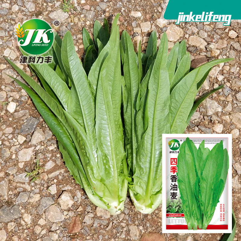 四季油麦菜种子宽叶香麦菜蔬菜种子阳台盆栽甜唛菜田园菜种孑籽种