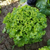 Lettuce seeds in the United States Da Sheng Growth Speed Four Seasons Sowing Balcony Plant Plant Plant Planting Easy to Plant Vegetable Seeds