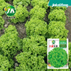 Lettuce seeds in the United States Da Sheng Growth Speed Four Seasons Sowing Balcony Plant Plant Plant Planting Easy to Plant Vegetable Seeds