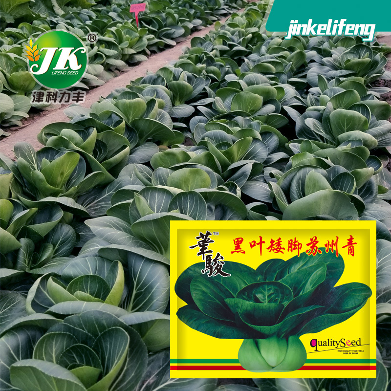 Black-Leafed Short-Legged Suzhou Green Seeds, Black Big-Headed, Cold-Resistant, Thick-Fleshed, Green-Stemmed Vegetables, Small Green Vegetable Seeds for Planting in All Seasons