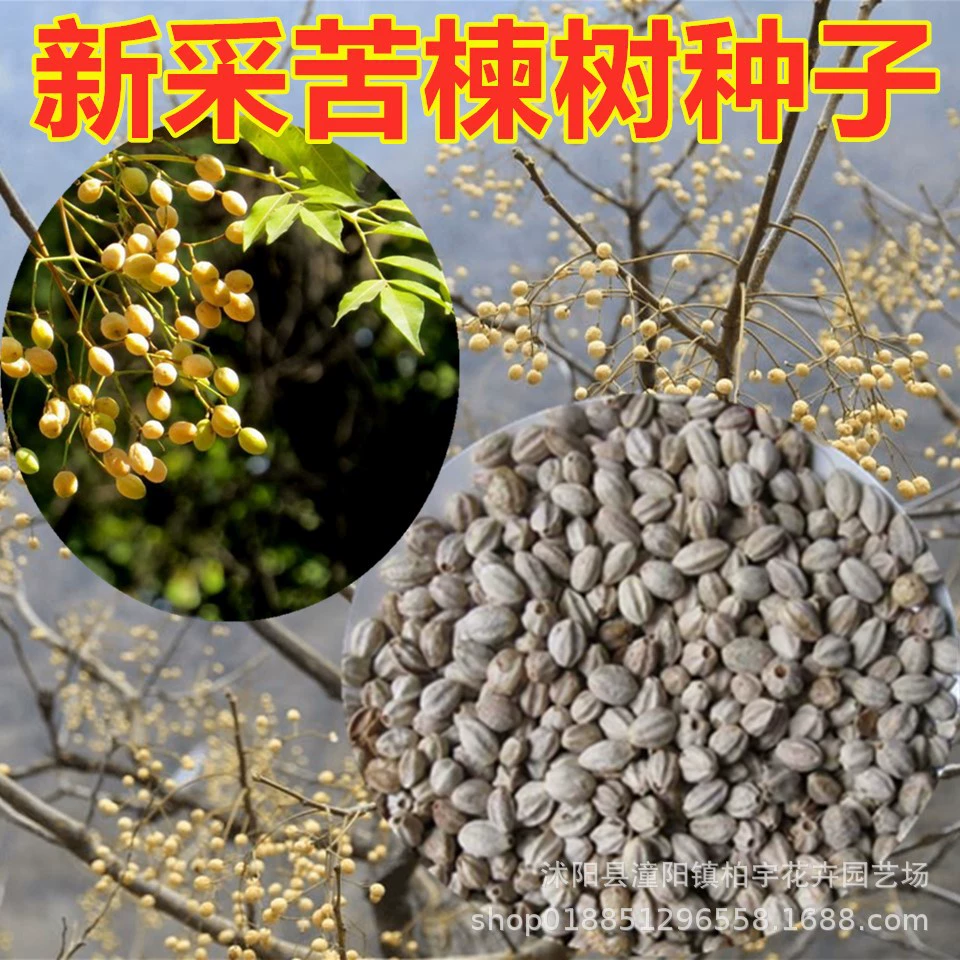 Семена горького дерева недавно отобраенные семена горького дерева