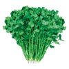 Manufacturers wholesale coriander seeds four seasons of large leafy seeds vegetable garden vegetable seed seed seed balcony courtyard potted