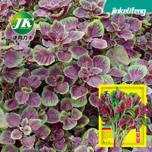 源头工厂批发红苋菜种子汉菜圆叶花红四季蔬菜种籽阳台菜籽种种孑