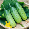 Fruit cucumber seeds raw sweet and crispy, bitter, dry, dried yellow melon seeds, balcony, pastoral spring and autumn, vegetable seed seed seeds