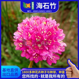 种子;种球;种苗