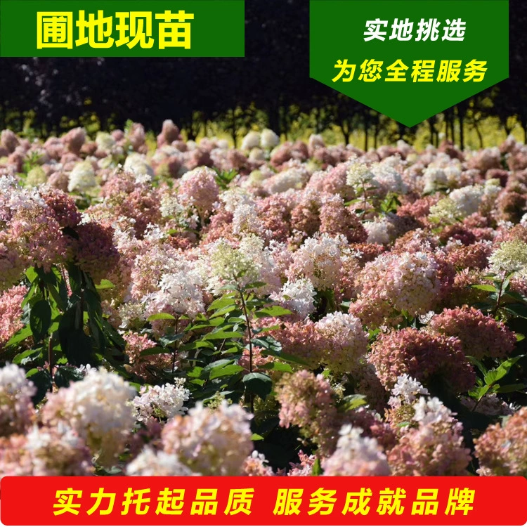 2025 г. Поставка больших цветов, водяных деревьев, больших цветов, конических гортензий, стойких к холоду, кустов, деревянных гортензий, большой пирс, гортензия Ляонин