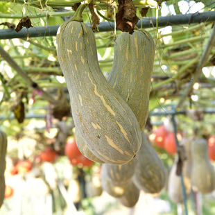 �۱����ϹϷN�������x�����ϹϷN���ۼ�ā��ͥ�̨�ļ��ˈ@�N����