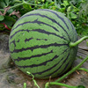 Rock Sugar Kirin Watermelon Seed Early Round Red Heart Fruit Seed Sweet and Crispy Spring Summer Planting Vegetable Seeds wholesale