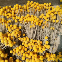【干花黄金球】自然干花  金绣球配材 DIY 特价批发