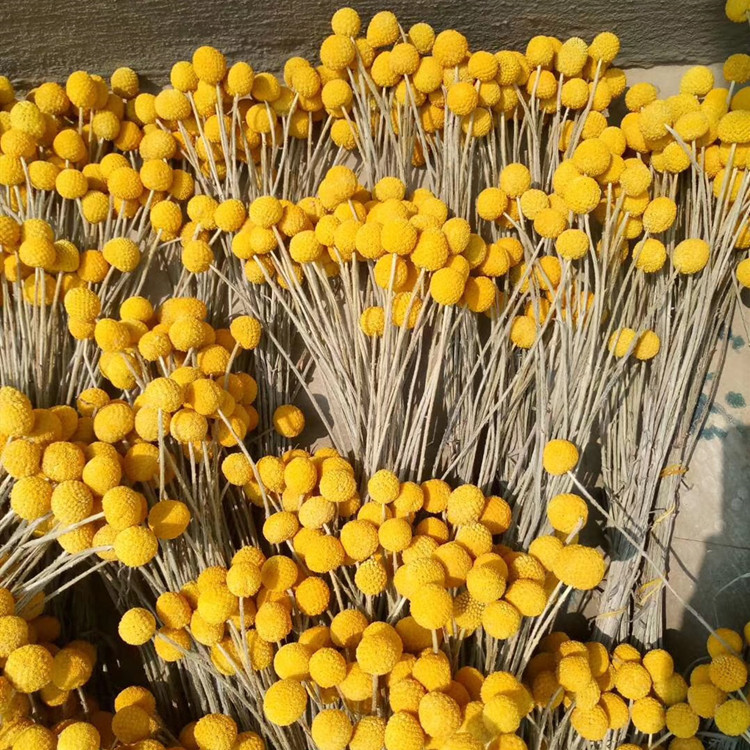 【干花黄金球】自然干花  金绣球配材 DIY 特价批发