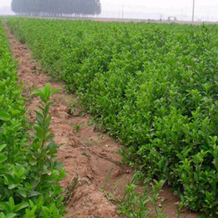 �������N�G����ľ ���� 40���ָ� �z�|�lì