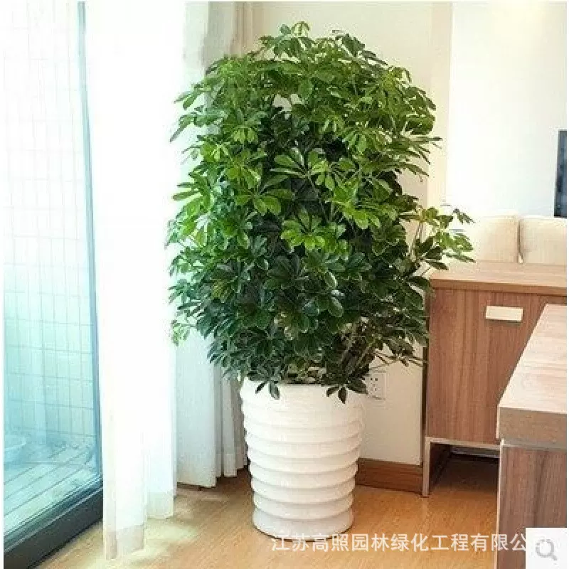 厂家大绿植鹅掌柴鹅掌木七叶莲室内盆栽大型植物鸭脚木苗八方来财