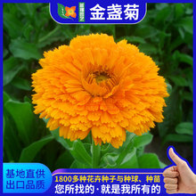 KշNӹ̾GSշNӻRлʳûLշN