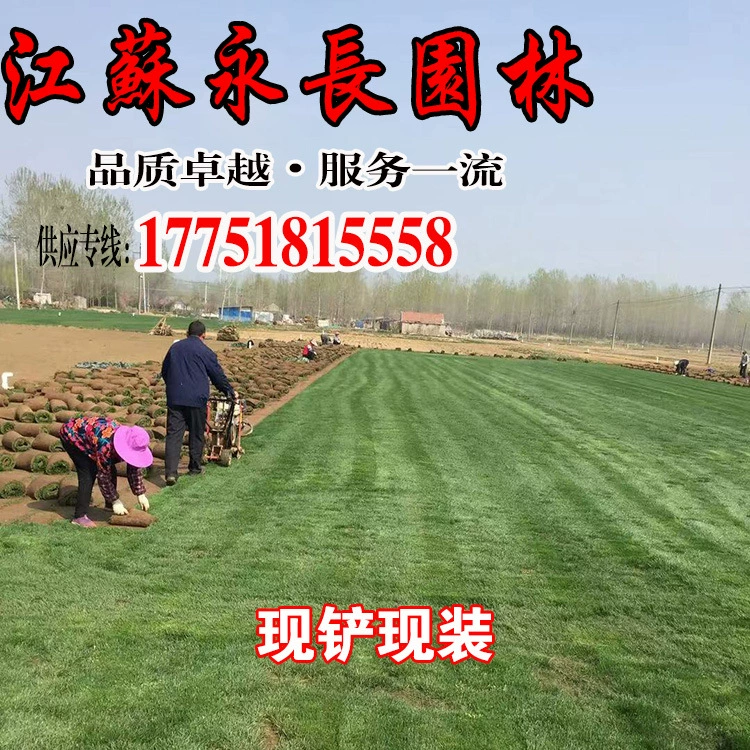 Газон база Оптовая газон Манила газон Бермудские острова четыре сезона зеленый хребет трава газон трава с большим количеством скидка