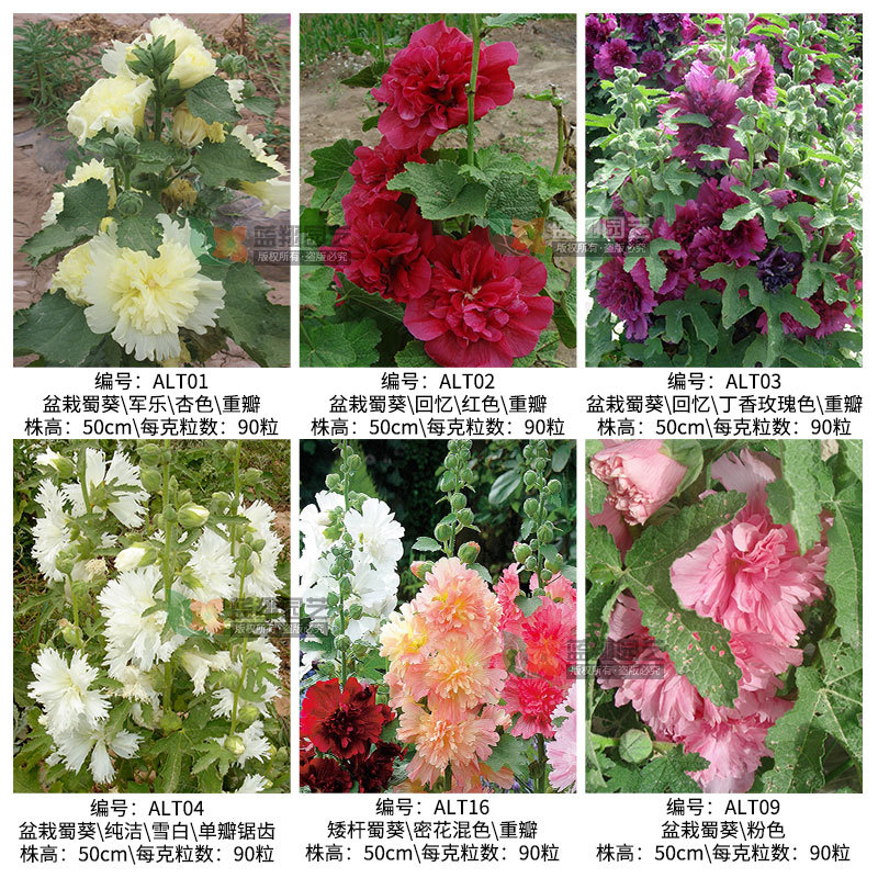 Hollyhol seed engineering green seeds