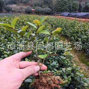 ��÷���50cm�I�B�������޼����@������ֲ�縣���F؛���l��