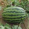 津科力丰 Lazy Hanwa King Watermelon Seed Gaunt Gourd Seed Fruit Seed Seeds Super Sweet Flower Skin Grand Seed Seeds