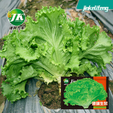 玻璃生菜种子四季蔬菜种籽家庭阳台盆栽庭院种菜籽种易种春季种孑