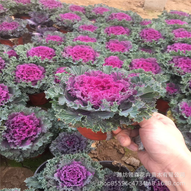 杯苗羽衣甘蓝 山东基地批发大量供应羽衣甘蓝 耐寒草花羽衣甘蓝苗
