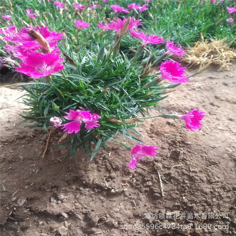 Европейская Гвоздика пробка рассада горшечный Цветущий газон длительное цветение многолетний корень