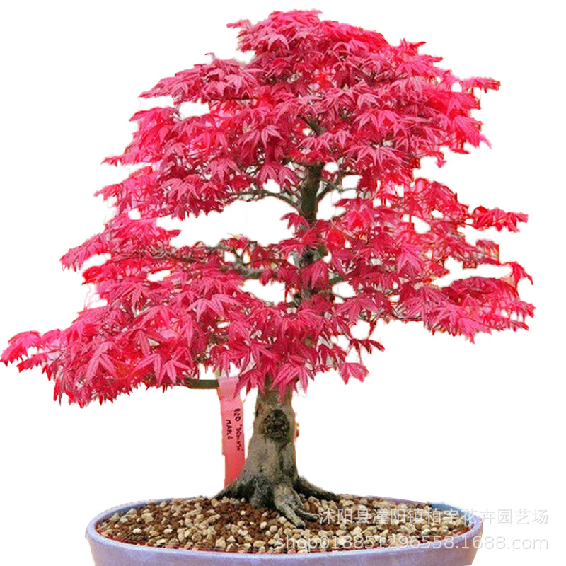 红枫种子黄金枫种籽四季易种日本红枫种子青枫种子鸡爪槭种籽易种