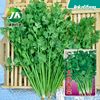 Big -leaf coriander seeds farmers and farm varieties are rich in four seasons. Beloz pots of balcony areas are easy to plant vegetable seeds