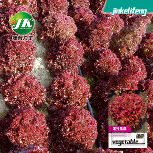 �S�����l���~���˷N�Ӽt�~ɳ���˼tɺ���ļ������߲˷N�Ӳ��Ѳ˷N