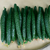 Cucumber Seed Seed Cucumber Seeds Green Leather Green Bad Old Farm Music No. 4 Spring and Autumn Vegetable Gourd Fruit Seed