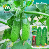 Factory direct selling four seasons Vegetable Seeds Daquan Company a large number of wholesale vegetable seeds, fruit seeds, potted rapeseed