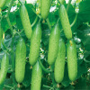 Hanging rack fruit cucumber seed seed seed Tangshan autumn melon seeds dry cucumber sweet and crispy family small vegetable garden gourd