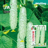 White cucumber seeds white leaf three climb vines Spring and autumn sowing family small vegetable garden seed seeds are easy to plant melon fruits, fruits, vegetable seeds